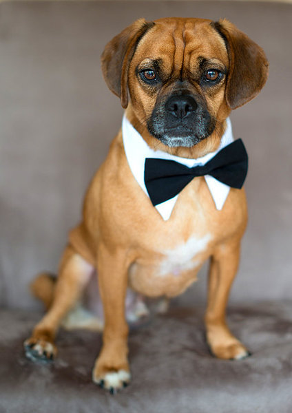 basic bowtie
