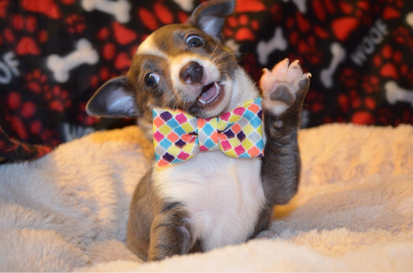 basic bowtie